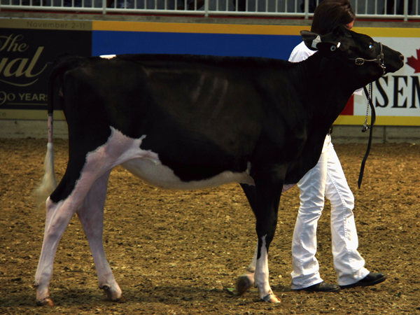 COBEQUID GOLDWYN DANNY - 2nd place Junior Calf 2012 RAWF