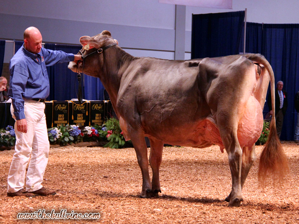 Senior Champion – Eloc Wagor Kandid (Wagor), Ken Main & Peter Vail, NY Senior Champion – Eloc Wagor Kandid (Wagor), Ken Main & Peter Vail, NY