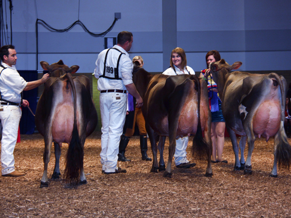 Grand - Reserve and HM Champion Grand - Reserve and HM Champion