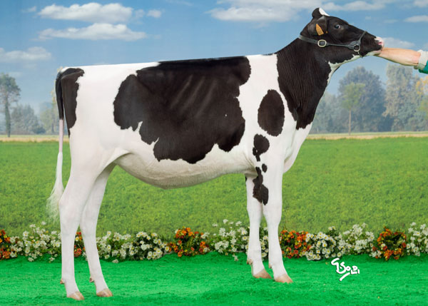 La Portea Goldwyn Sira