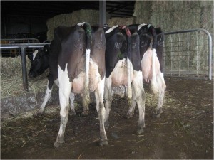 Group Class - G,P,C and L Lancey, Nyora – Spirte daughters Group Class - G,P,C and L Lancey, Nyora – Spirte daughters