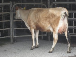 The two year old milk class - 1st P and L Mumford, Won Wron – cow id 3806 – sired by AltaGalaxies The two year old milk class - 1st P and L Mumford, Won Wron – cow id 3806 – sired by AltaGalaxies