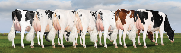 From L to R: GenerVations MOM Lola (VG-86 2yr), Gen-I-Beq MANOMAN Bibi (VG-85 2yr), Mapel Wood MAN OMAN Bambi (VG-85 2yr), Misty Springs MOM Santana (VG-85 2yr), Mapel Wood MAN O MAN Bombi (VG-85 2yr), Morsan MANOMAN Fools Gold Red (VG-85 2yr), Mapel Wood Man O Man Lucy (GP-84 2yr)