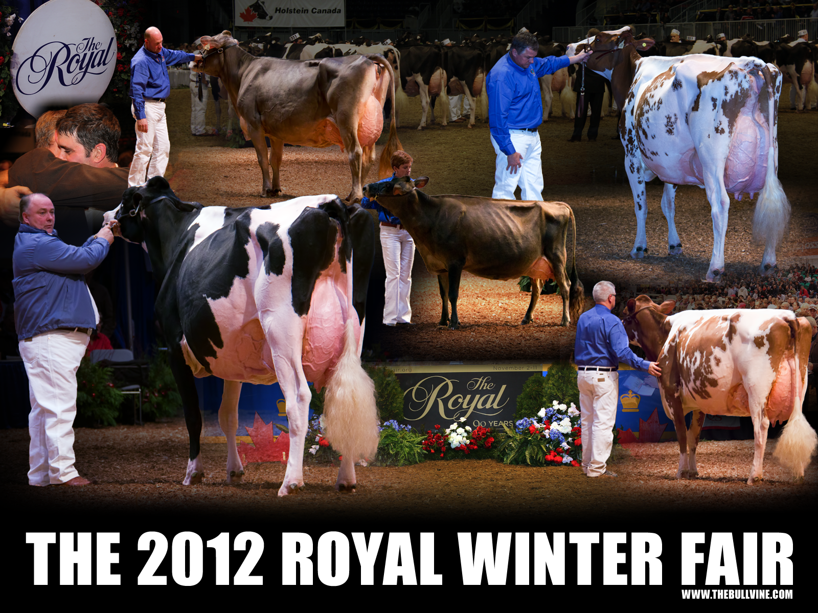 Royal Winter Fair 2012 Desktop Wallpaper Royal Winter Fair 2012 Desktop Wallpaper