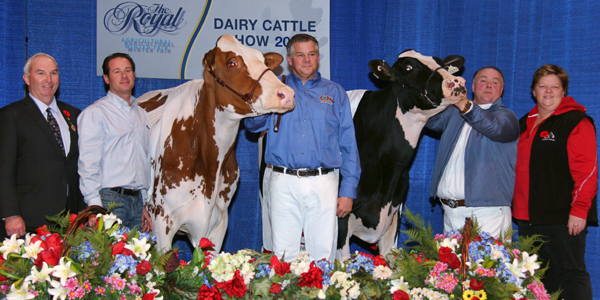 Supreme and Reserve Champion 2012 Royal Winter Fair