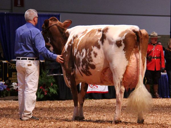 Grand Champion - Sweet-Pepper Black Francesca Grand Champion - Sweet-Pepper Black Francesca