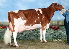 Willows-Edge Ad Mick-Red now EX-94-5Y (USA) Willows-Edge Ad Mick-Red now EX-94-5Y (USA)