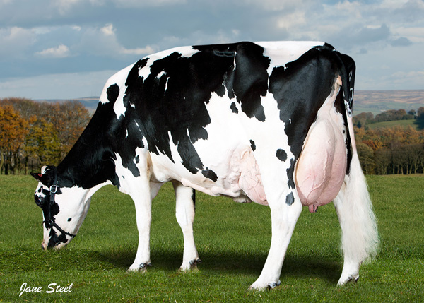 Cogent Twist daughter Hillbarton Twist 990 (pictured as a third calver) Cogent Twist daughter Hillbarton Twist 990 (pictured as a third calver)