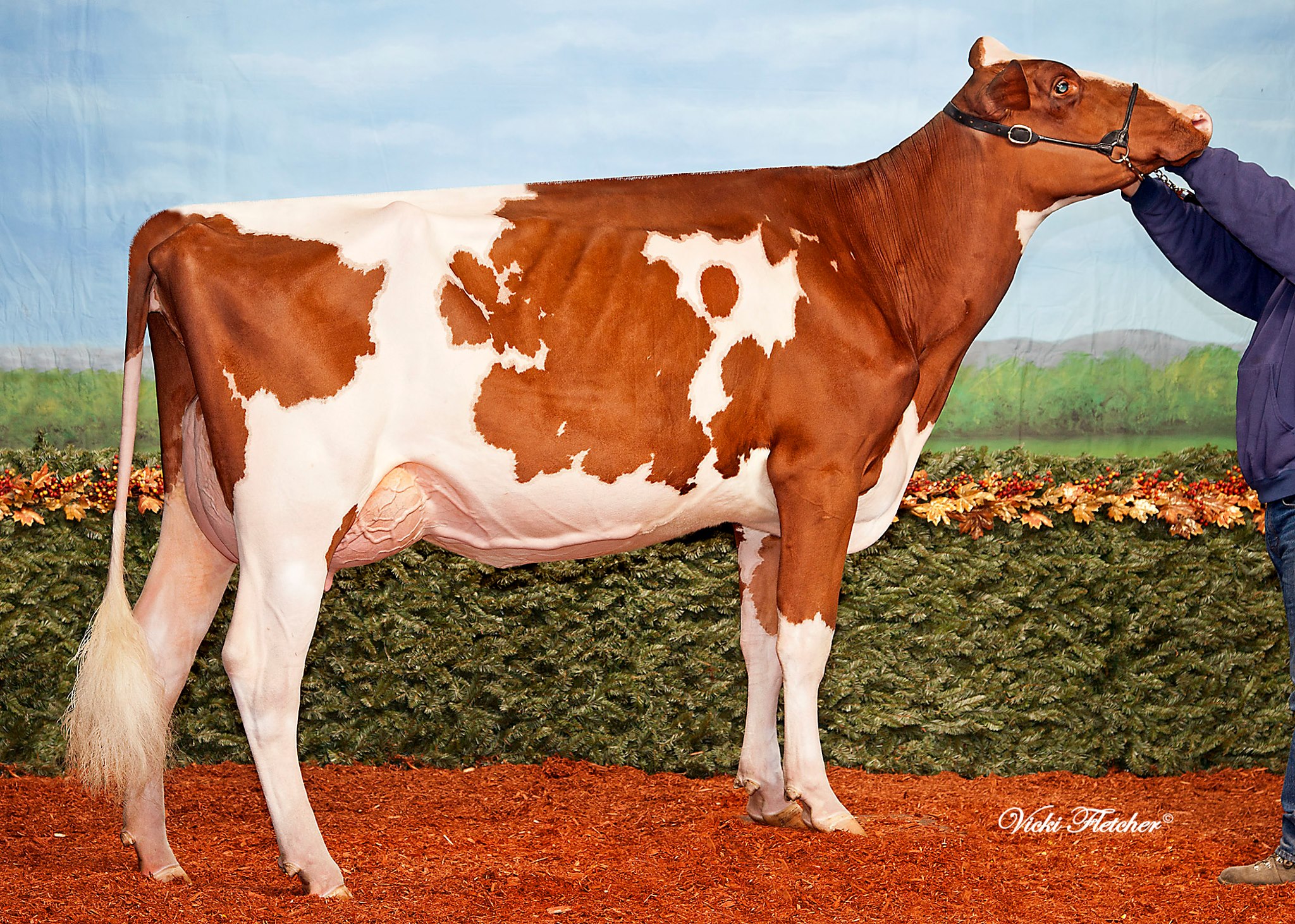Miss California-Red-ET is now VG89-2Y