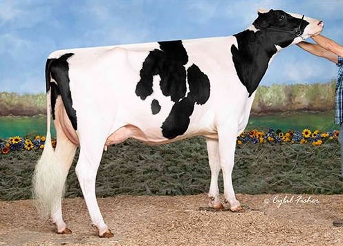 Goldie Sanchez Chardonay-ET just scored VG-89 as a 2-year-old yesterday, being the fourth generation of cows to do so! Goldie Sanchez Chardonay-ET just scored VG-89 as a 2-year-old yesterday, being the fourth generation of cows to do so!