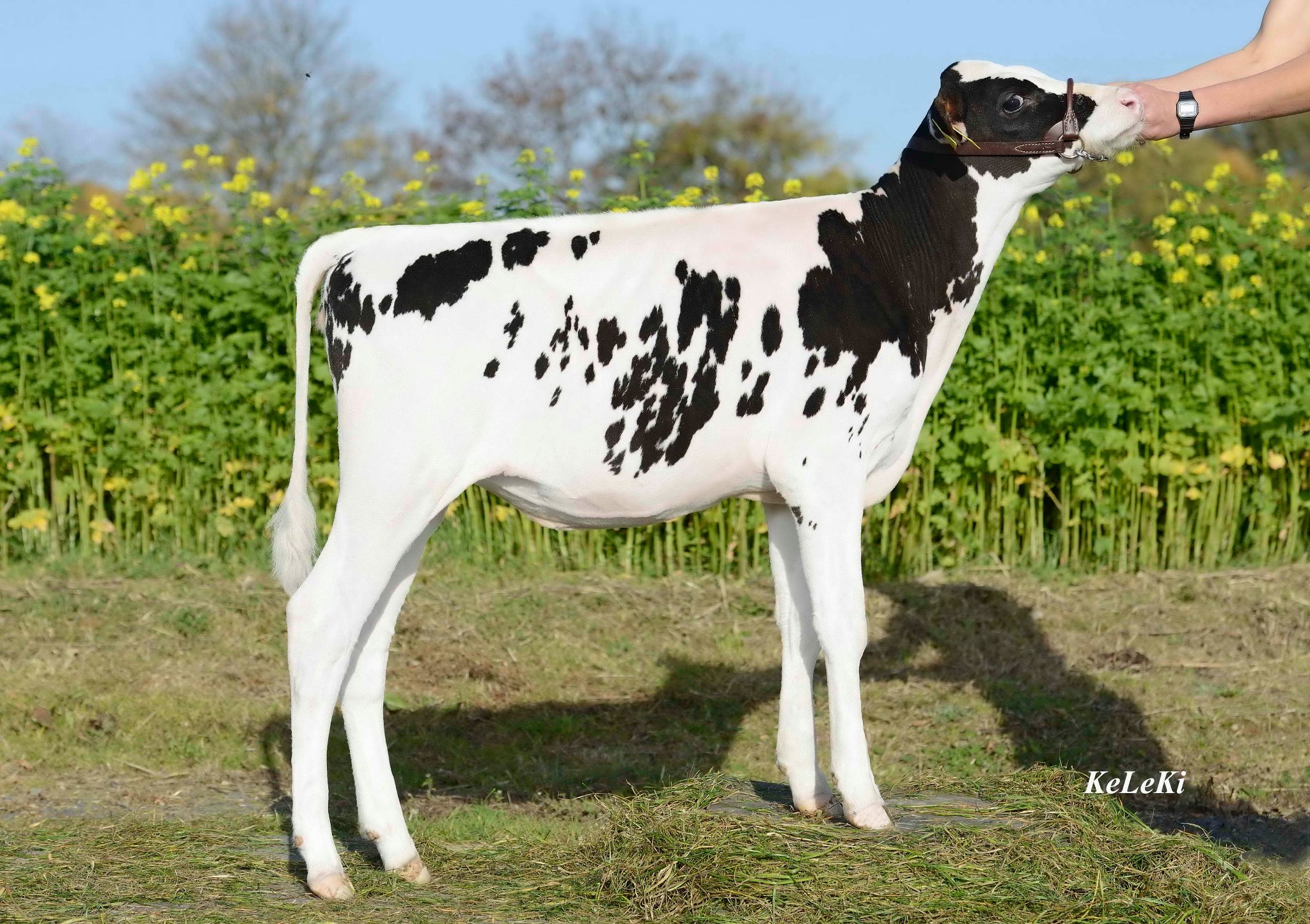 WESSELCREST CAMERON ANGEL topped the Tulip Holstein Sale in Zwolle