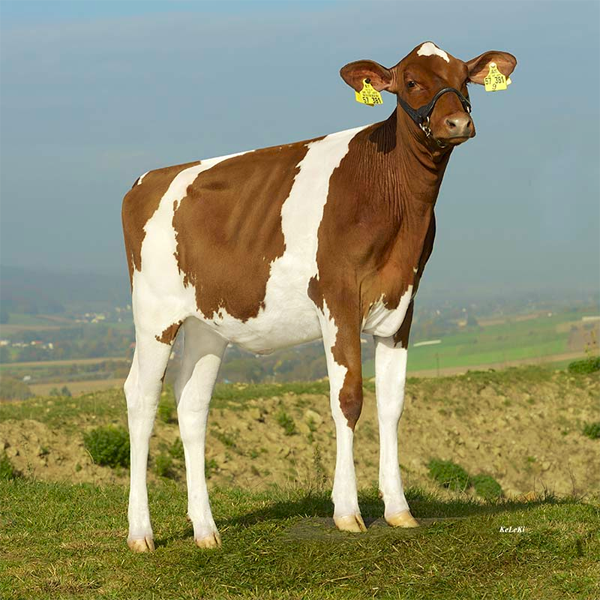 Top seller NH Indian Summer Red *PO The #1 Polled Heifer in the breed for RZG!! Top seller NH Indian Summer Red *PO The #1 Polled Heifer in the breed for RZG!!