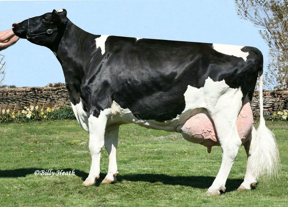 Plushanski Amel Patty-ET EX-93 GMD DOM