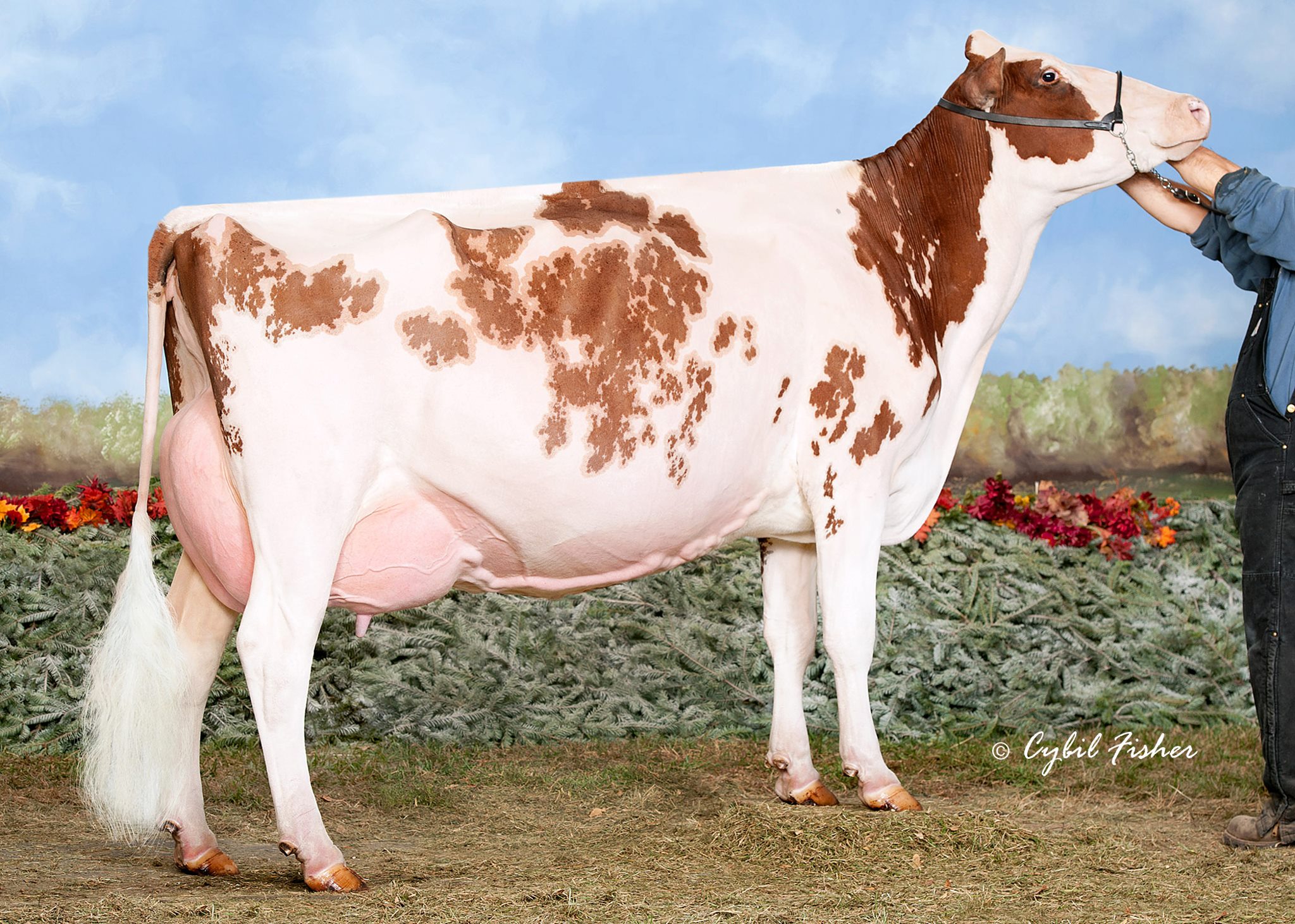 Redman Rally-Red  now EX-91 2E @ 7-01 (Nominated All-American R&W Aged Cow 2012)