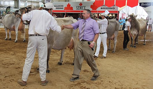 CHAMPION BROWN SWISS COW – Grasslands Sentor Maiden 2nd Exhibited by AH & JA Van Rijthoven CHAMPION BROWN SWISS COW – Grasslands Sentor Maiden 2nd Exhibited by AH & JA Van Rijthoven