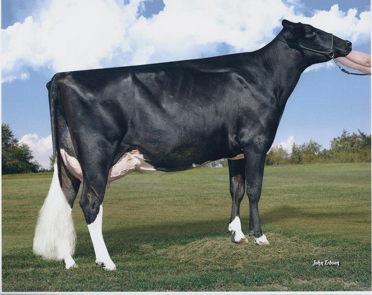 Quietcove-W Foxy Lady goes VG-89-2YR