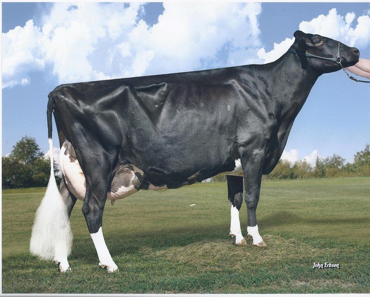 Ronelee Mr. Sam Delft now EX-94 for Quitecove Holsteins, Jeff Zeigler and Garrison Brothers