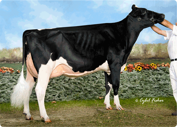 CRAIGCREST RUBIES GOLD REJOICE VG-89-2YR-CAN ALL-CANADIAN SR.2-YR,INT.1-YR,INT.CALF ALL-AMERICAN SR.2-YR,INT.1-YR,INT.CALF