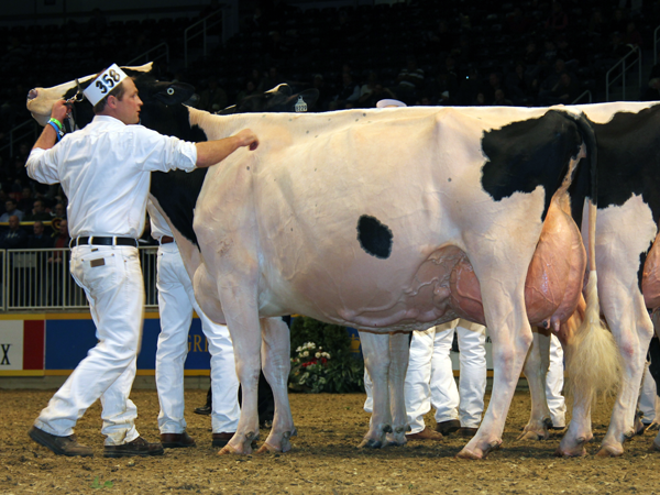 Starbrite Lyster Lyndsay - 2012 Breeder's Choice Lifetime Production Cow