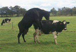 052011_0940_DairyHerdFe1[1]
