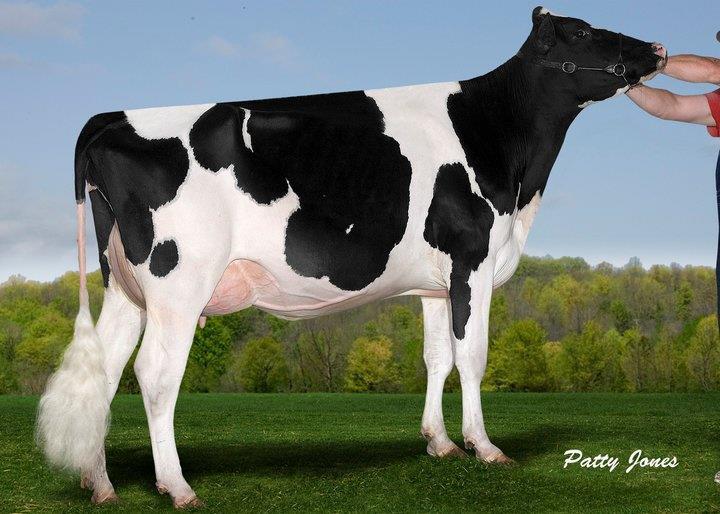 BVK Dundee Delores, under a month fresh and now EX. She is a daughter of Cheif Adeen