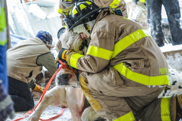 Firefighters rescue cows from a collapsed dairy barn in Middlefield on Saturday, Feb. 9, 2013. Credit: Jennifer Schulten