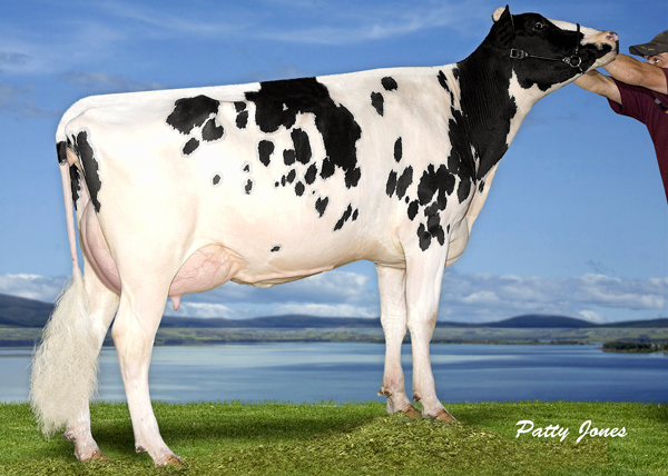  Misty Springs Shottle Satin VG-86-2YR-CAN  former #1 GLPI Cow of the Breed