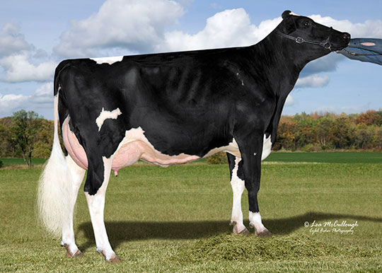 COOKIECUTTER MOM HALO, one of 27 VG-88 2yr olds in the USA last month.