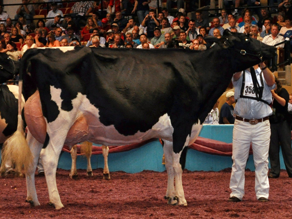 EASTSIDE LEWISDALE GOLD MISSY: 2012 Canadian Cow of the Year ...