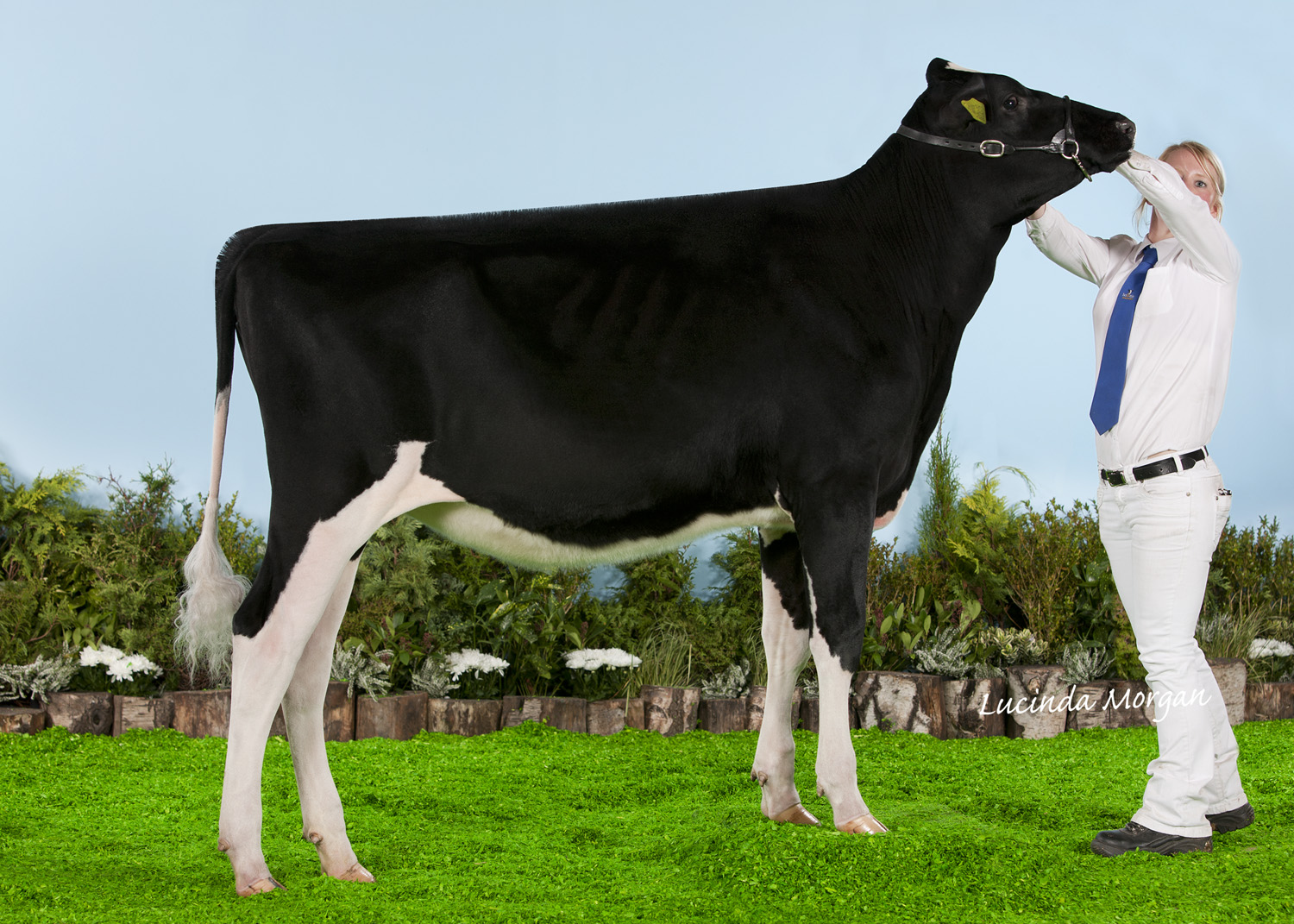 Panda Alexa Fools Gold