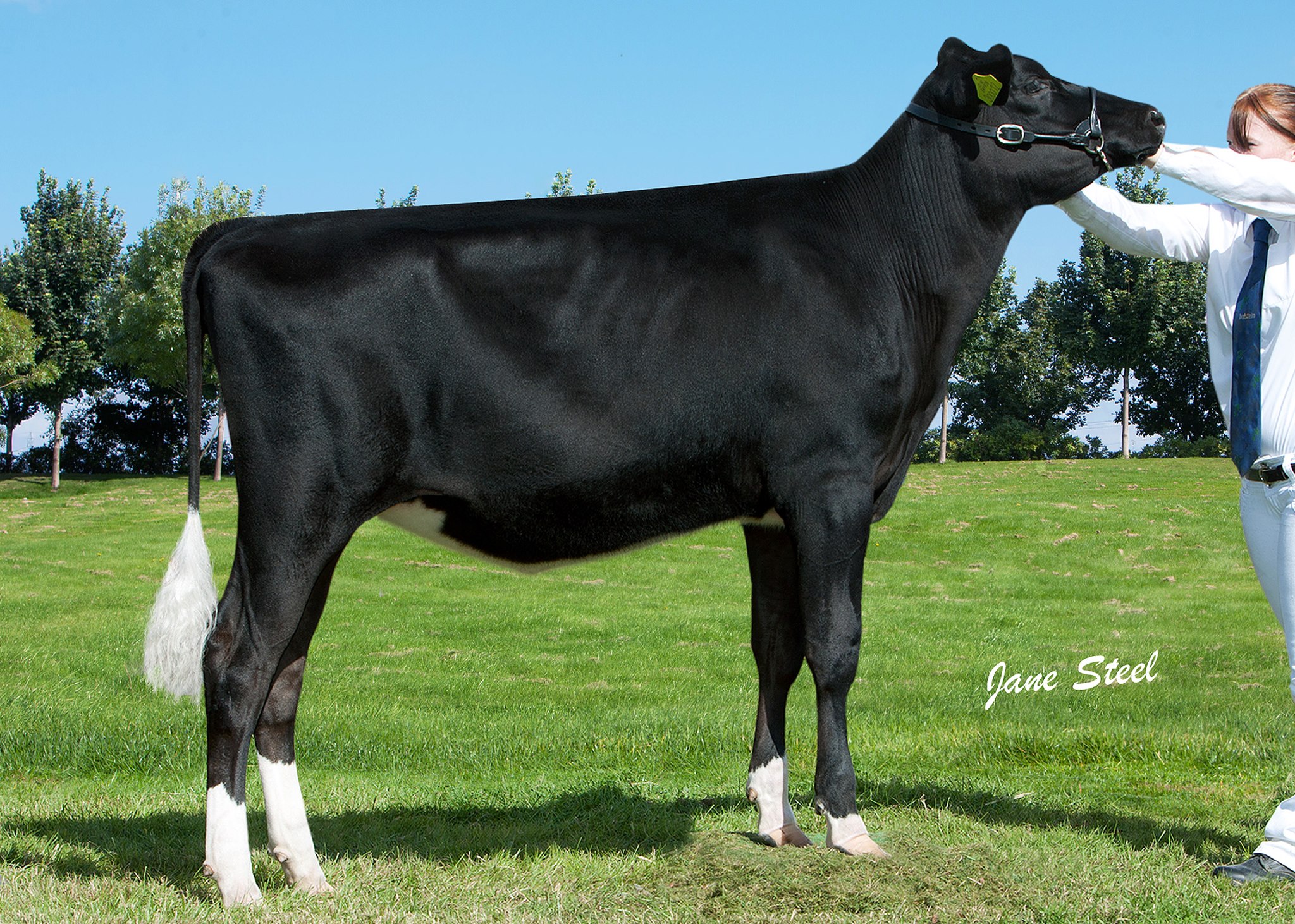 Panda Allyander Fools Gold