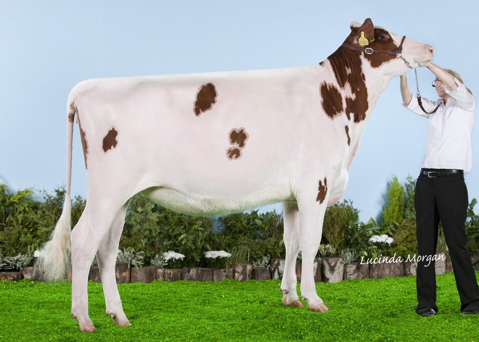 Tonian Jotan Roxy Red