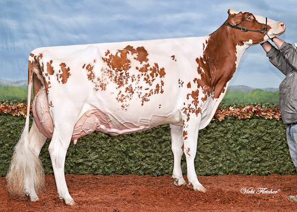 Blondin Redman Seisme-Red All-Canadian Senior Cow 2012