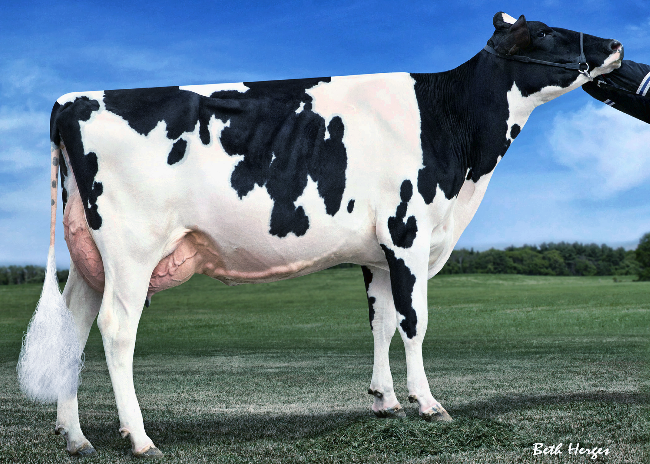 Clear-Echo M-O-M 2150 VG-87 2Yr Is right from the heart of the De-Su program. Clear-Echo M-O-M 2150 is the #5 gTPI cow on the locator list (12/12). Her Mogul daughter topped the sale at $105,000.  Purchased by Skycrest Holsteins.