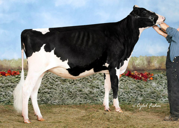KINGSWAY GOLDWYN ARTICHOKE 2012 All American Fall Yearling