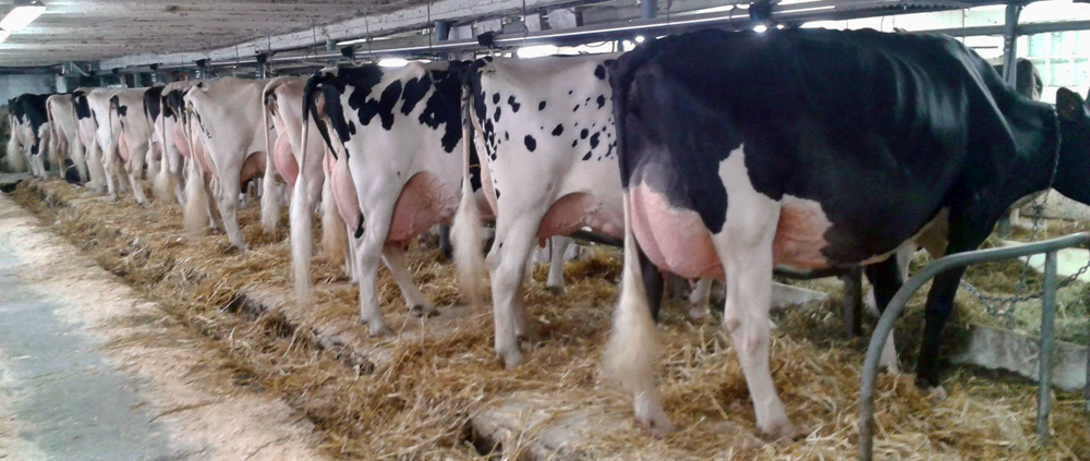 Lehoux classification