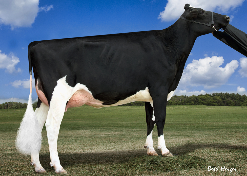 Luck-E Goldwyn Aaliyah VG-89-2yr Dam is Luck-E Outside Anxious 3E-93 x 2E-90 x 3E-93 x 2E-94