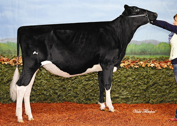 MD-DUN-LOAFIN LAUTH ELLI 2012 All American Fall Heifer