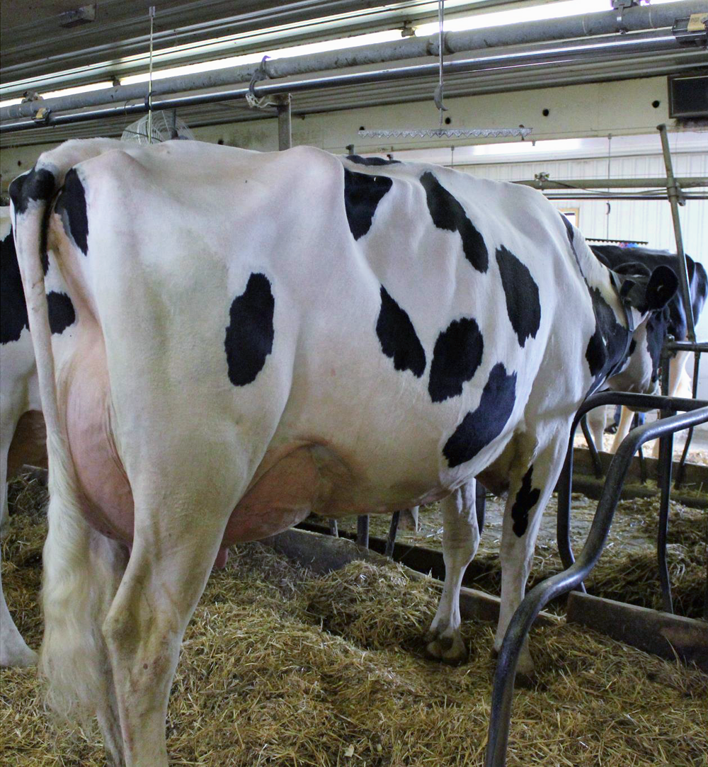Quality Bolton Fiscon was just recently scored VG-89-2nd Calf. She is one of three Bolton daughters of Quality BC Frantisco EX-96 to score VG-89 on their second calf.