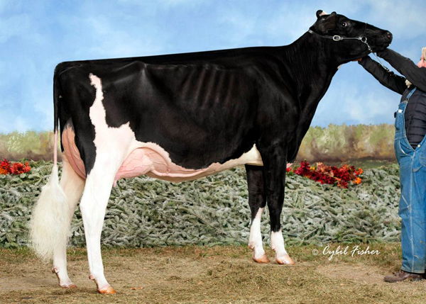 R-E-W HAPPY GO LUCKY 2012 All American Milking Fall Yearling