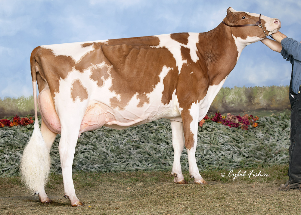 SHERONA-HILL-I KKA RED CLOVER EX-93-CAN SHERONA-HILL-I KKA RED CLOVER EX-93-CAN