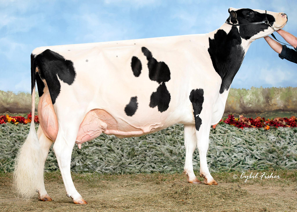 STARBRITE LYSTER LYNDSAY 2012 All-American 125,000-Lb. Cow