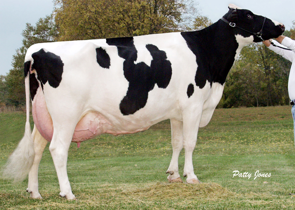 Tri-Day Ashlyn-ET (2E 96 GMD DOM) Her VG-89 @ 2-08 Destry daughter topped the sale at $60,000