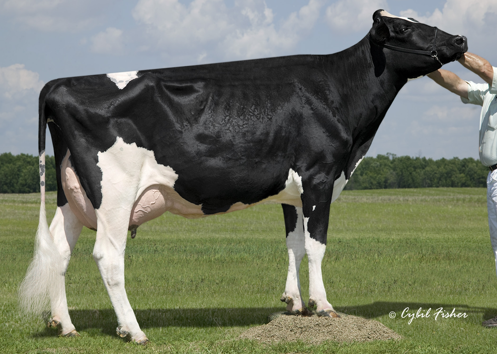 WINDSOR-MANOR Z-DELIGHT<br />4th dam of new #1 LPI female in the world MS DELICOUS NU NIGHTOUT