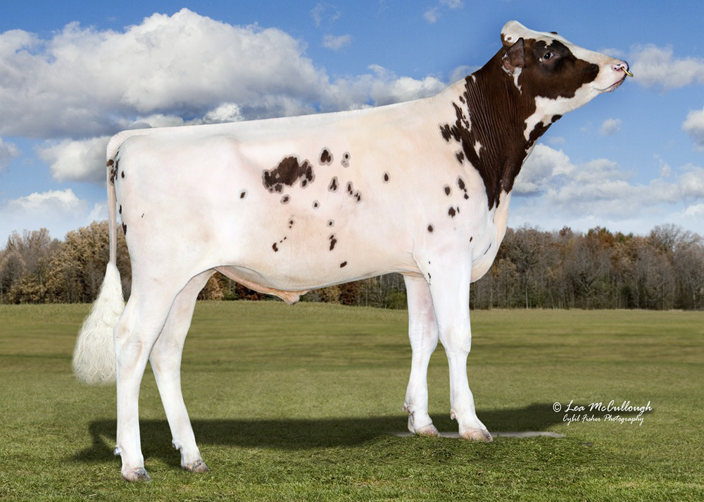 Woodlawn Ducati-Red Woodlawn Ducati-Red