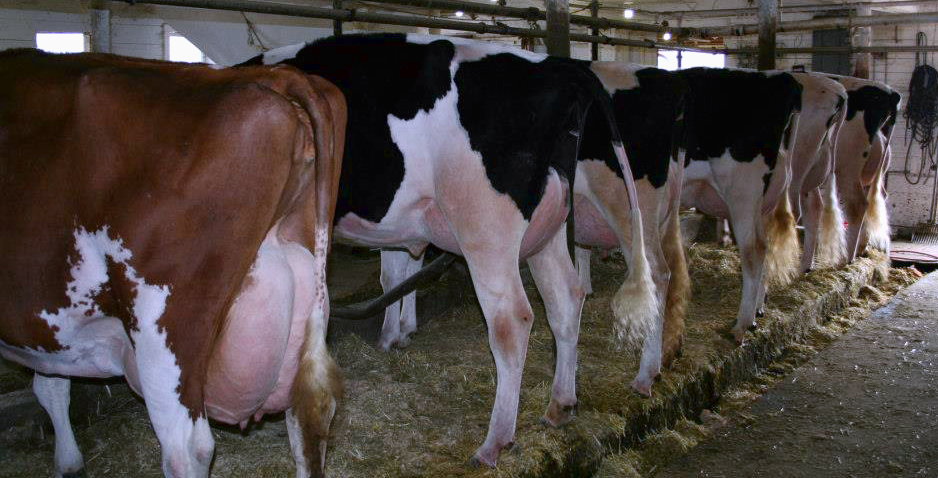 mapledownclassification