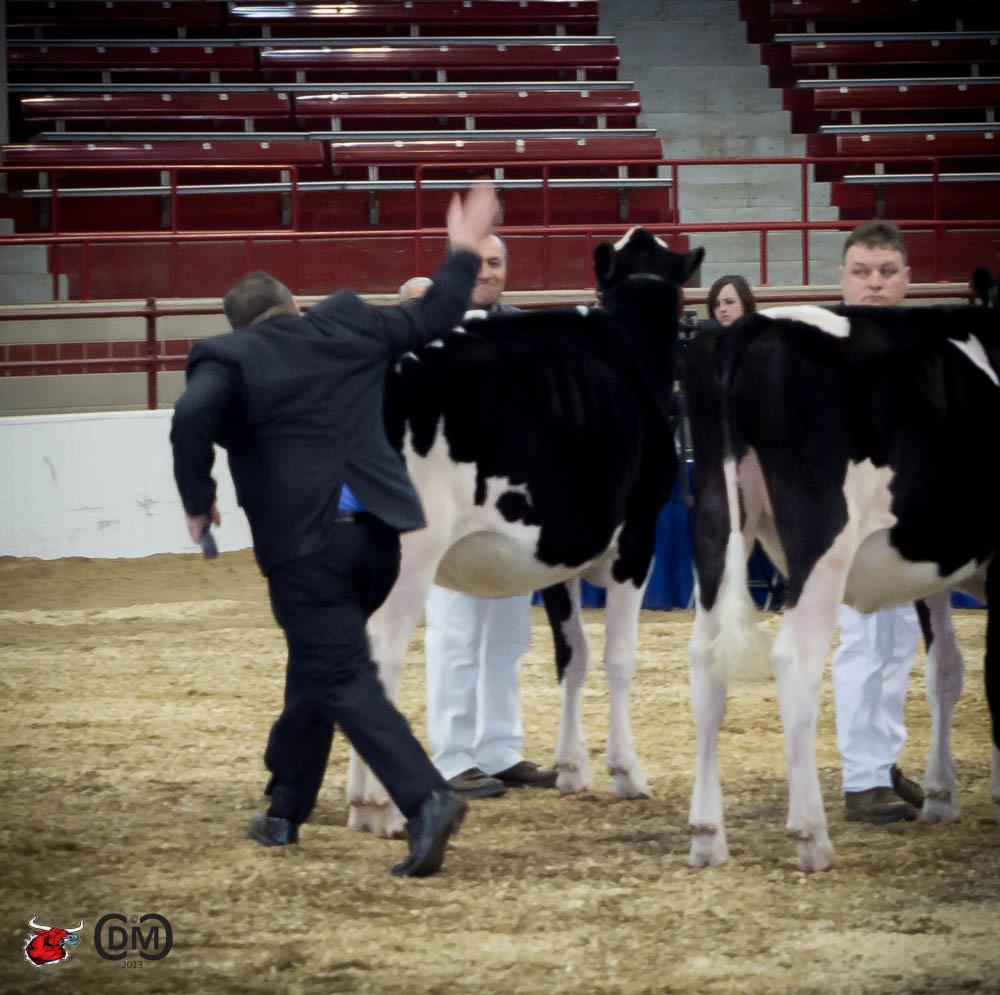 Junior Champion - Ms LuLus Fever Legacy-ET exhibited by Westcoast Holsteins,