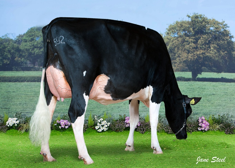 Gravelhill Alexander Hope now VG-89-2yr UK