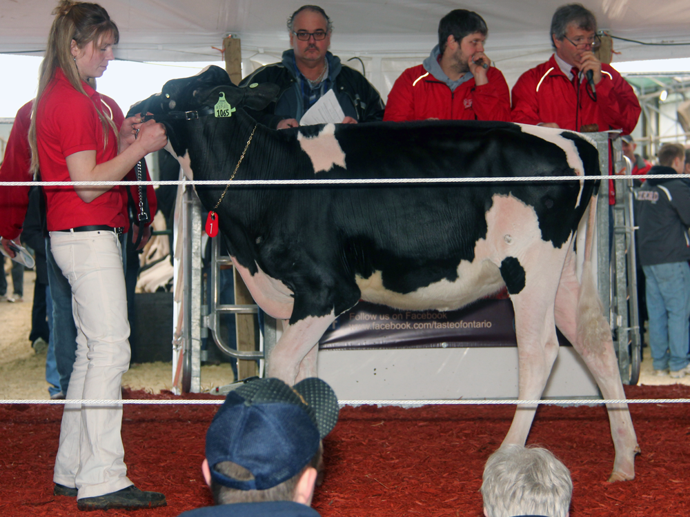 Lot 1 – $42,000 – Ms Apples Uno Aspire-ET, a 10/12 Numero Uno daughter of KHW Regiment Apple-Red EX-95 at +2288 GTPI and +3.69T