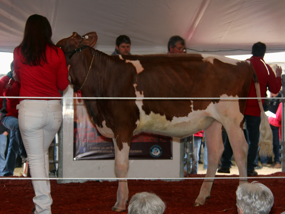 Lot 20 – $48,000 – Ms Opportunity Lauryn-Red-ET, a 6/12 Spectrum out of Greenlane Destry Laurel VG-87, the All-American R&W Milking Yearling in 2012